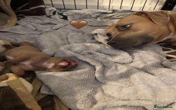 Staffordshire Bull Terrier dogs for sale: Staffordshire bull terrier puppies - Image 6