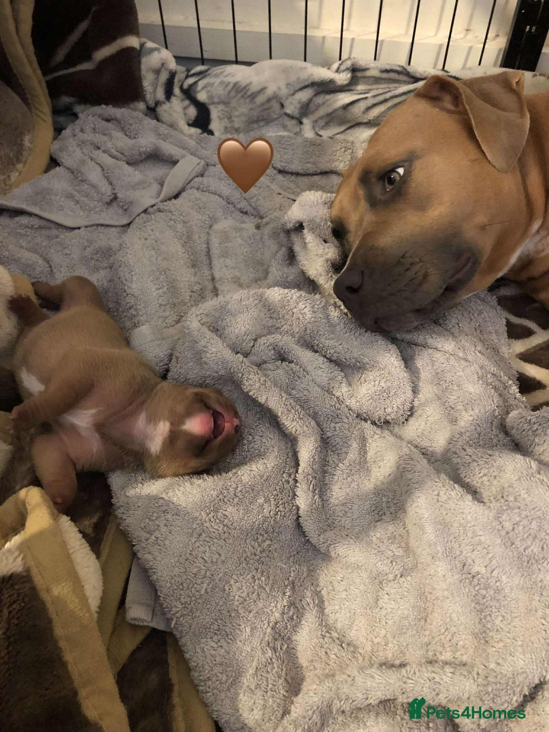 Staffordshire Bull Terrier dogs for sale: Staffordshire bull terrier puppies - Image 6