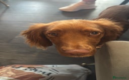 Cocker Spaniel dogs for sale: Female Cocker Spaniel - Image 2