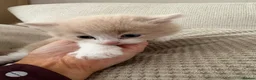 Mixed Breed cats for sale: Kittens  in Littlehampton - Advert 2