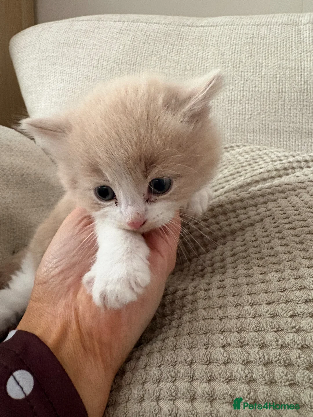 Mixed Breed cats for sale: Kittens  in Littlehampton - Advert 2