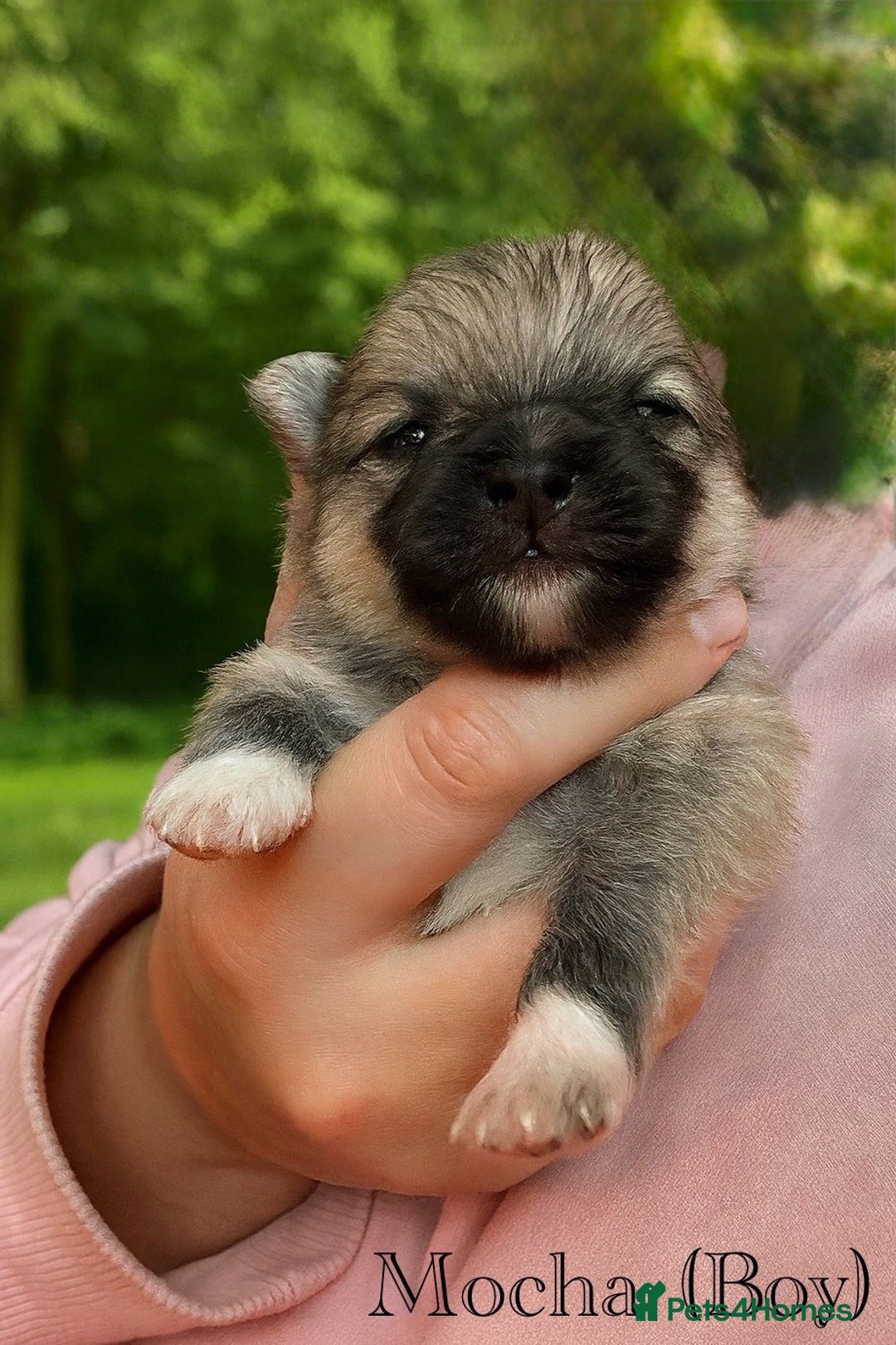 Pomeranian dogs for sale: Beautifu Litter- Russian/Chi Tien Pomeranian Pups - Advert 20