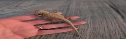 Bearded Dragon reptiles for sale: Baby bearded dragons  - Advert 24
