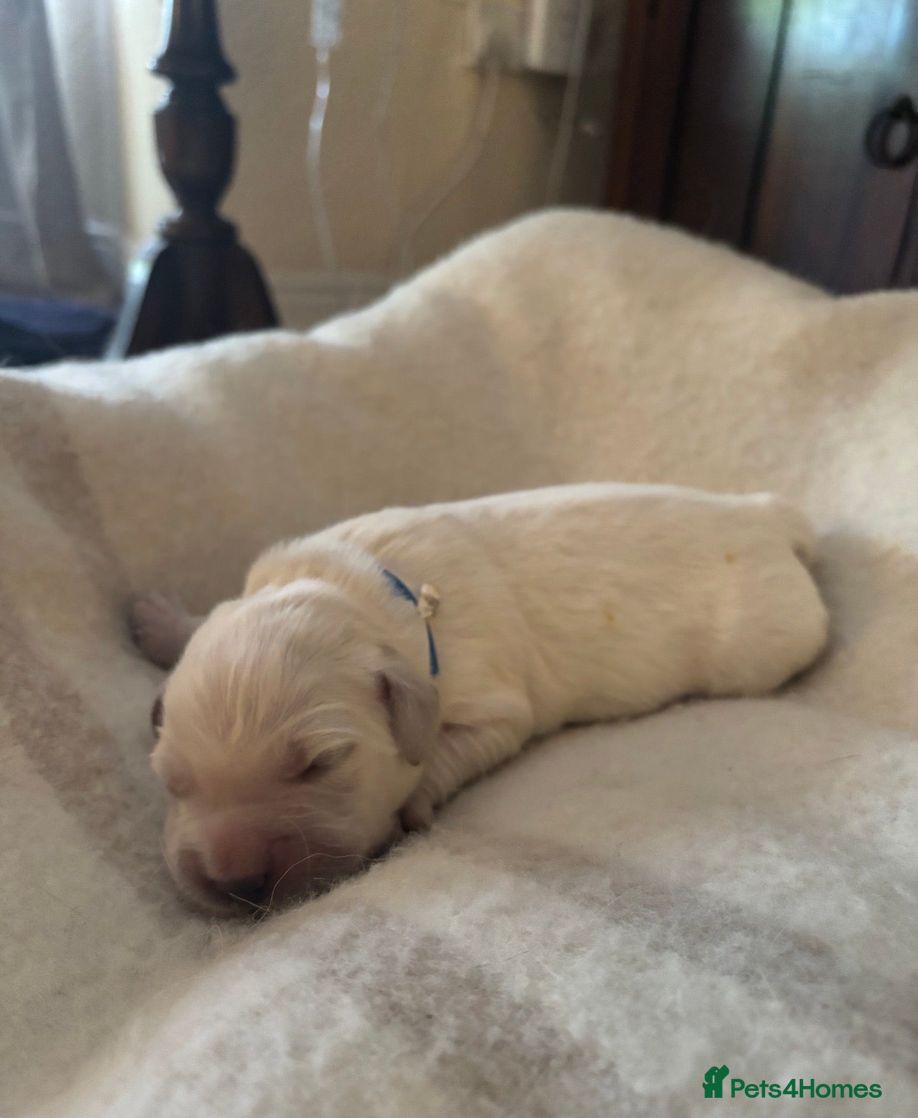 Golden Retriever dogs Beautiful Golden Retriever Puppies born 21/06/26 - Advert 2