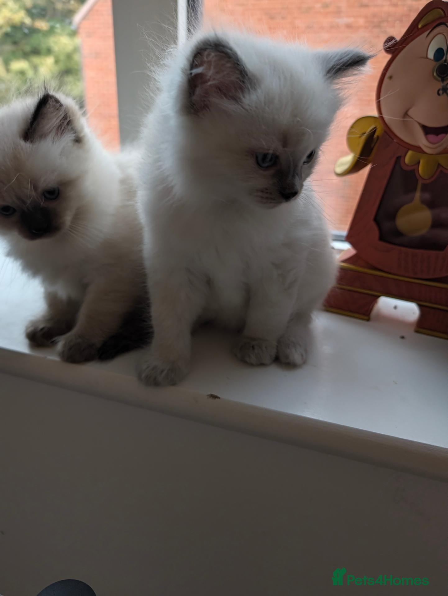 Ragdoll cats for sale: 2 Chunky Fluffy Purebred Ragdolls - Advert 20