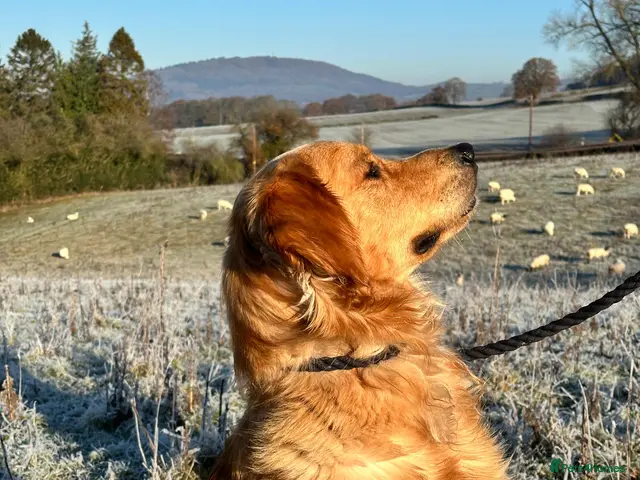 Golden Retriever dogs for stud: Golden Retriever Stud - Advert 1