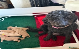 Australian Labradoodle dogs for sale: 5* Health tested Australian labradoodles  - Image 20