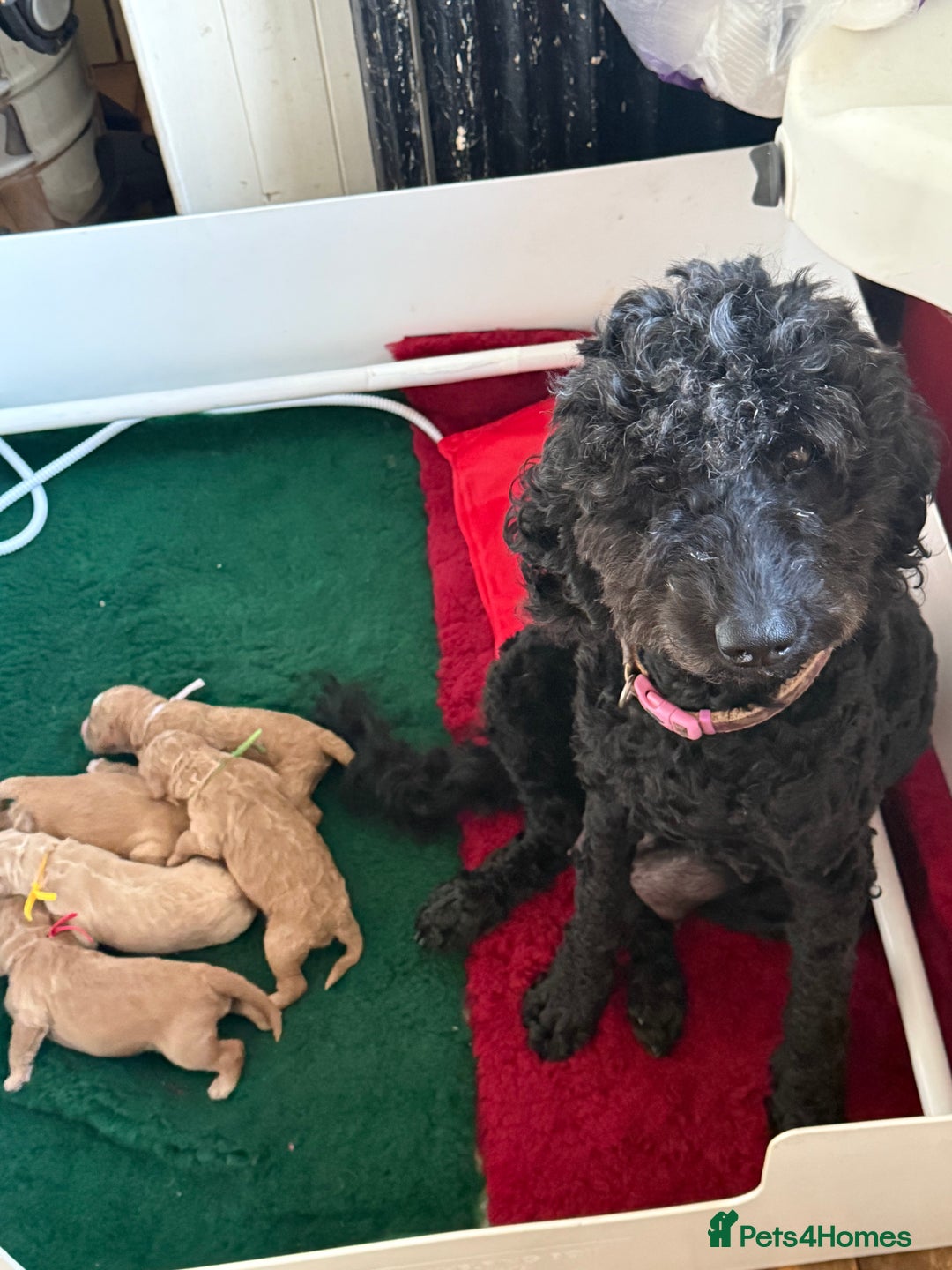 Australian Labradoodle dogs for sale: 5* Health tested Australian labradoodles  - Image 20