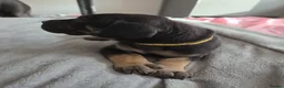 Great Dane dogs for sale: Great dane pups  - Advert 3