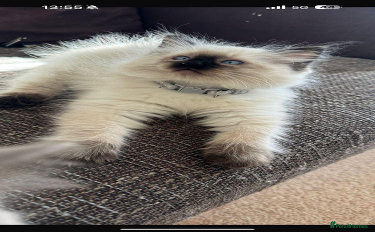 Ragdoll cats - Advert 15