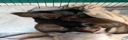 Dachshund dogs for sale: Dachshund puppies  - Advert 13