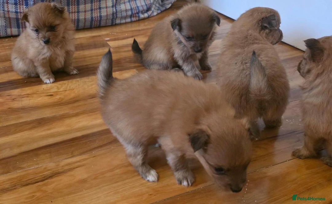 Pomeranian dogs for sale: Pomeranian Puppies - Image 4