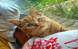 British Shorthair cats for sale: British shorthair male kittens  - Image 1
