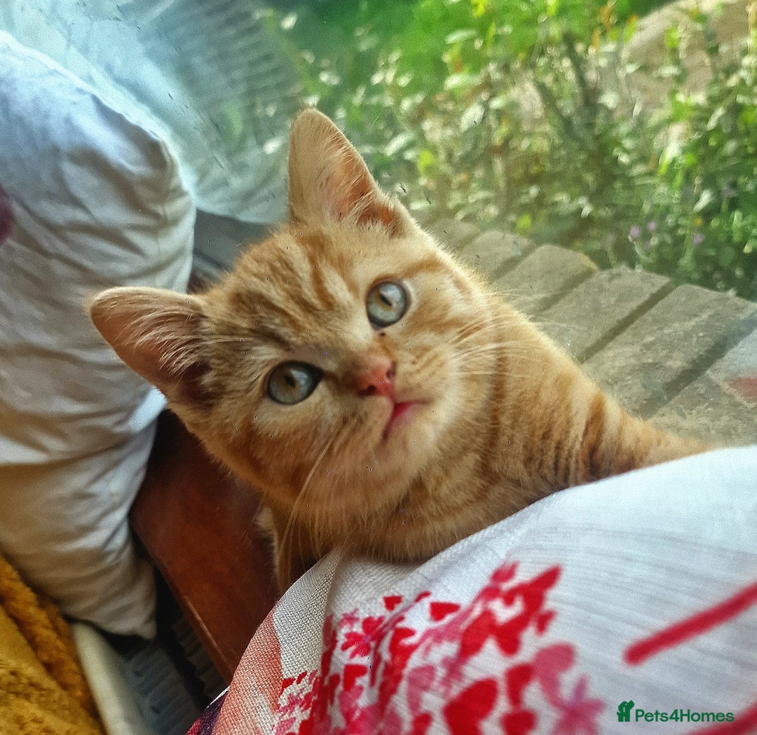 British Shorthair cats for sale: British shorthair male kittens  - Image 1