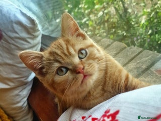 British Shorthair cats - Advert 7