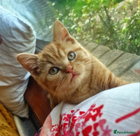 British Shorthair cats - Advert 2