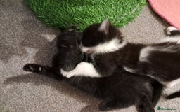 Mixed Breed cats for sale: 4 kittens for sale - Image 4