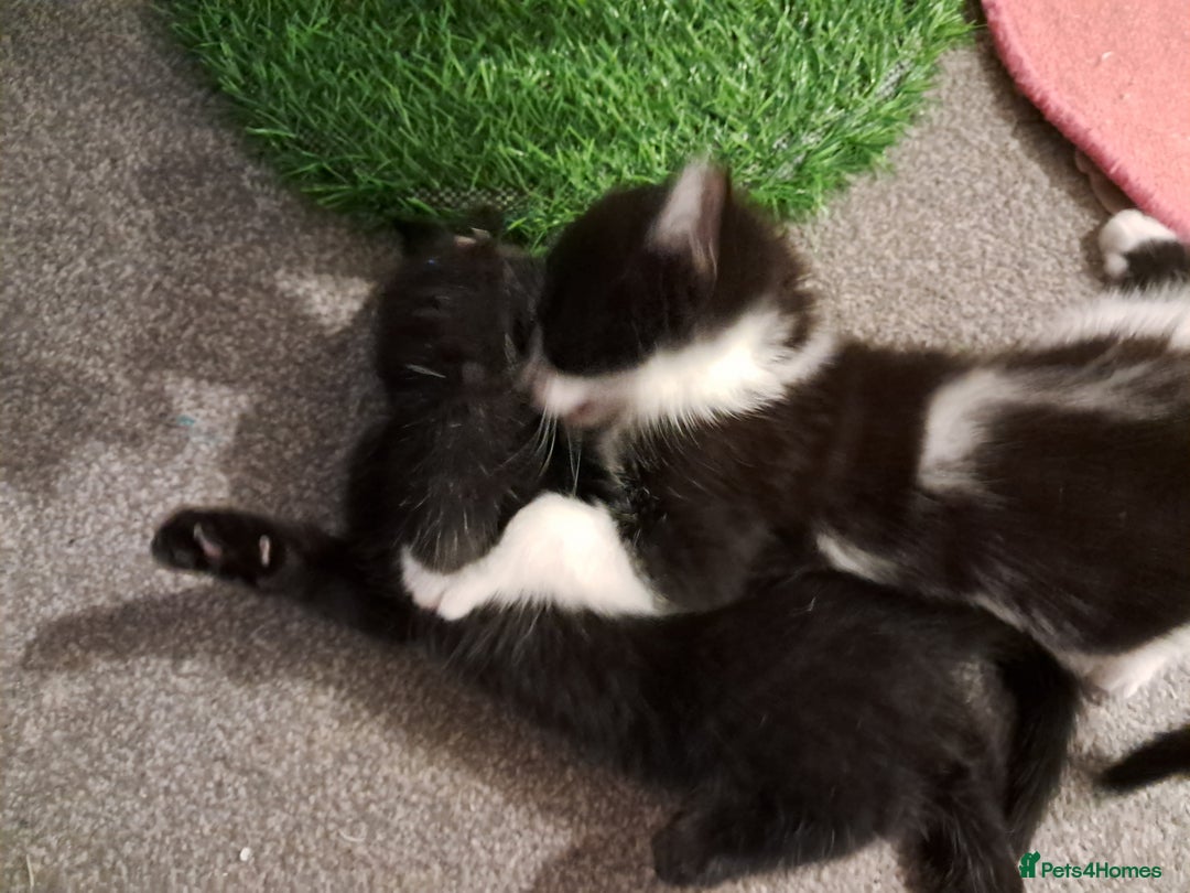 Mixed Breed cats for sale: 4 kittens for sale - Image 4