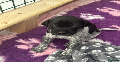 German Shorthaired Pointer dogs - Advert 2