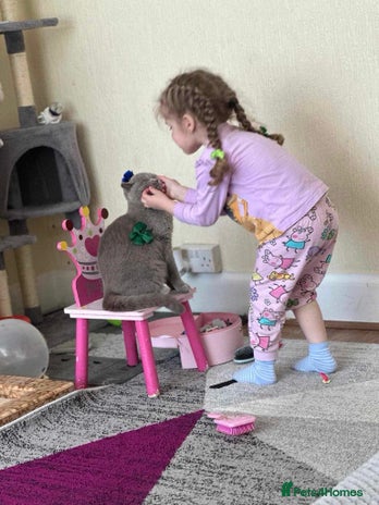 British Shorthair cats - Advert 3