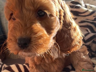 Cockapoo dogs F1 MINIATURE COCKAPOO PUPPIES DNA HEALTH TESTED - Advert 4