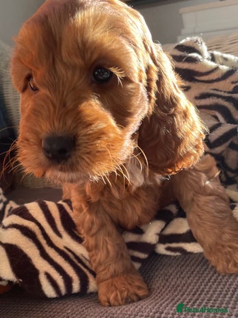 Cockapoo dogs F1 MINIATURE COCKAPOO PUPPIES DNA HEALTH TESTED - Advert 4