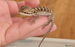 Dragon reptiles for sale: Baby Bearded Dragons  - Image 3