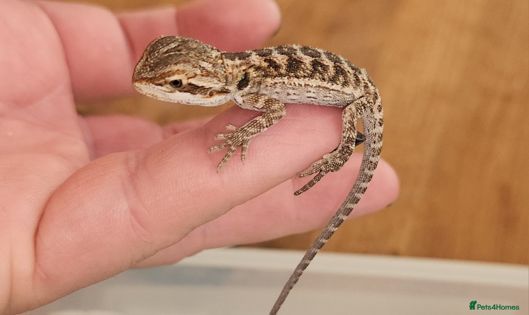 Dragon reptiles for sale: Baby Bearded Dragons  - Image 3