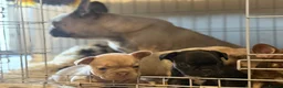 French Bulldog dogs for sale: KC French Bulldogs - Advert 15