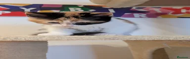 Calico Beauty Kitten 3