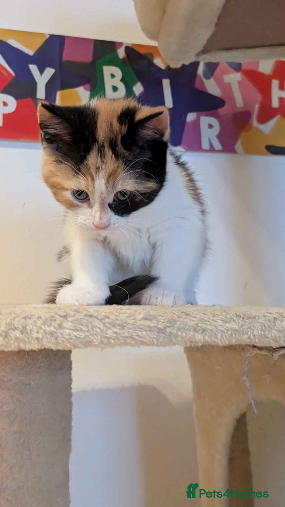 Mixed Breed cats for sale: 1/4 Maine Coon Kittens Ready for Loving Families - Advert 29