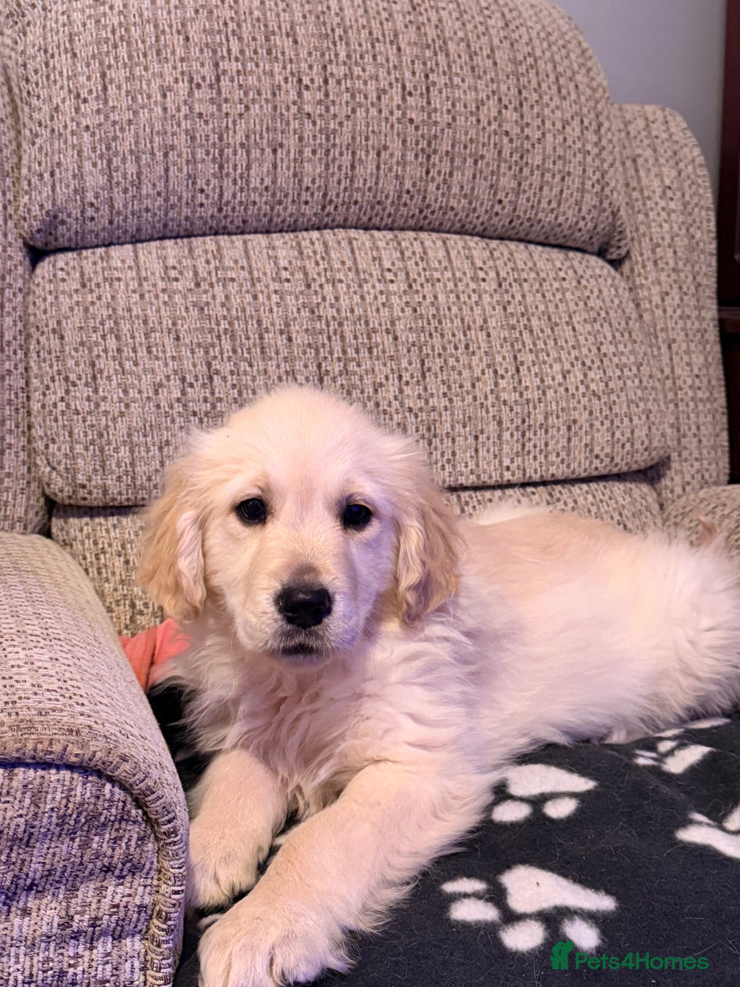 Golden Retriever dogs for sale: Fluffy Bears ready to go. Xx - Advert 7