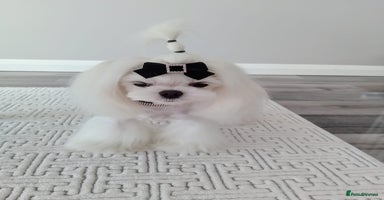 Maltese dogs - Advert 10