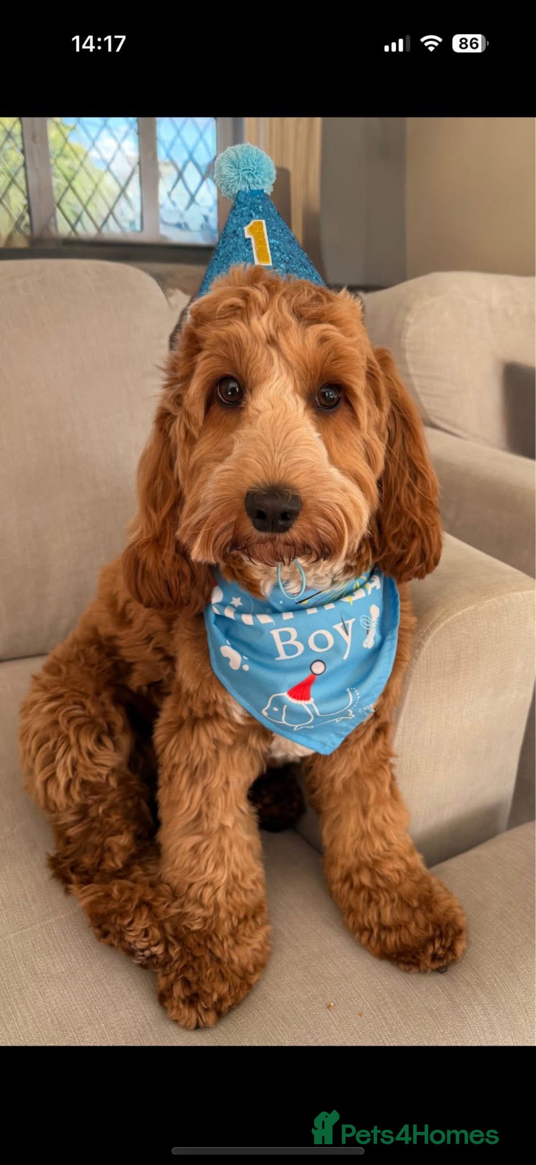 Cockapoo dogs for sale: Beautiful Health Tested F1 Show Cockapoos - Image 28
