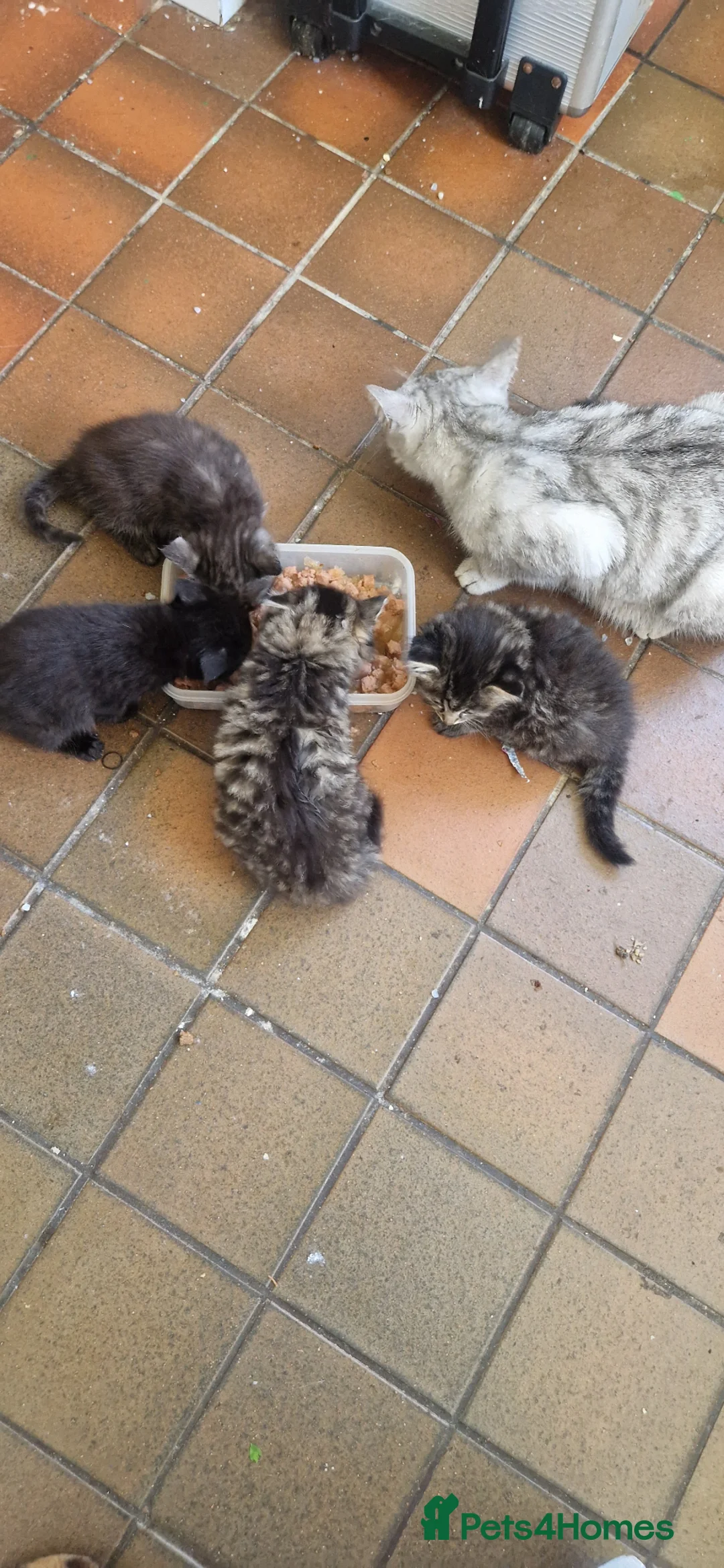 Mixed Breed cats for sale: Persian x fluffy kittens in Haverhill - Advert 2