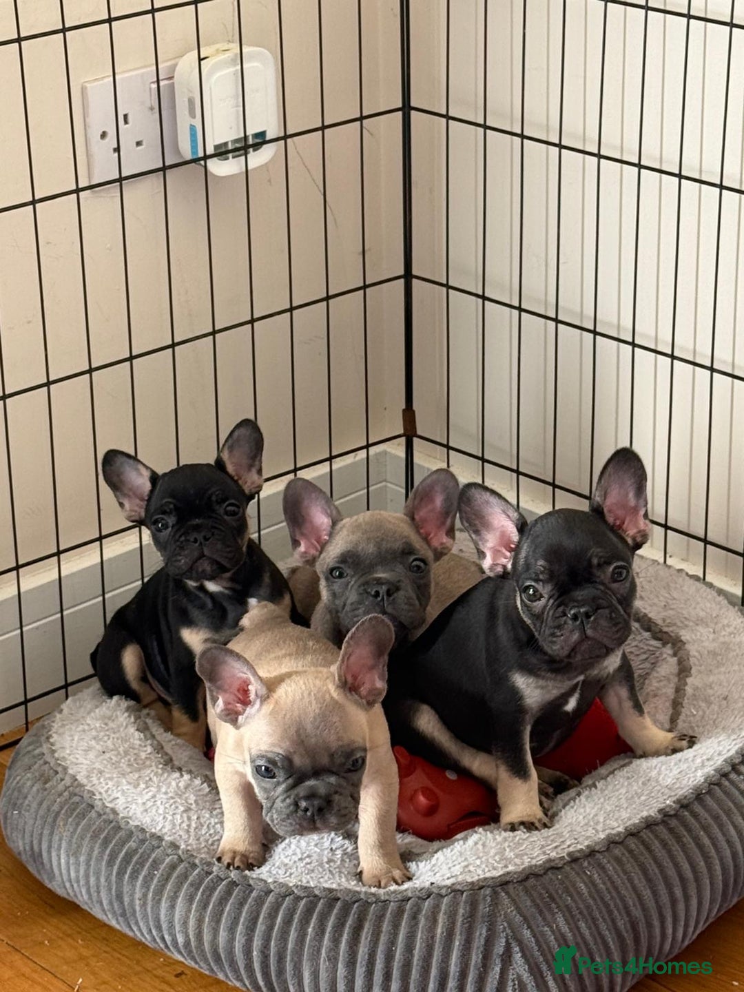 French Bulldog dogs for sale: 🐾 French Bulldog Puppies - Ready to go! 🐾 - Image 2