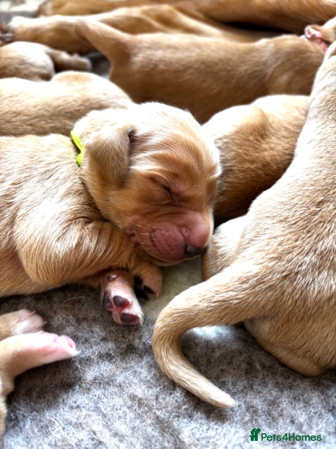 Golden Retriever dogs for sale: 🌟Gorgeous Golden Retriever Puppies🌟 - Image 11
