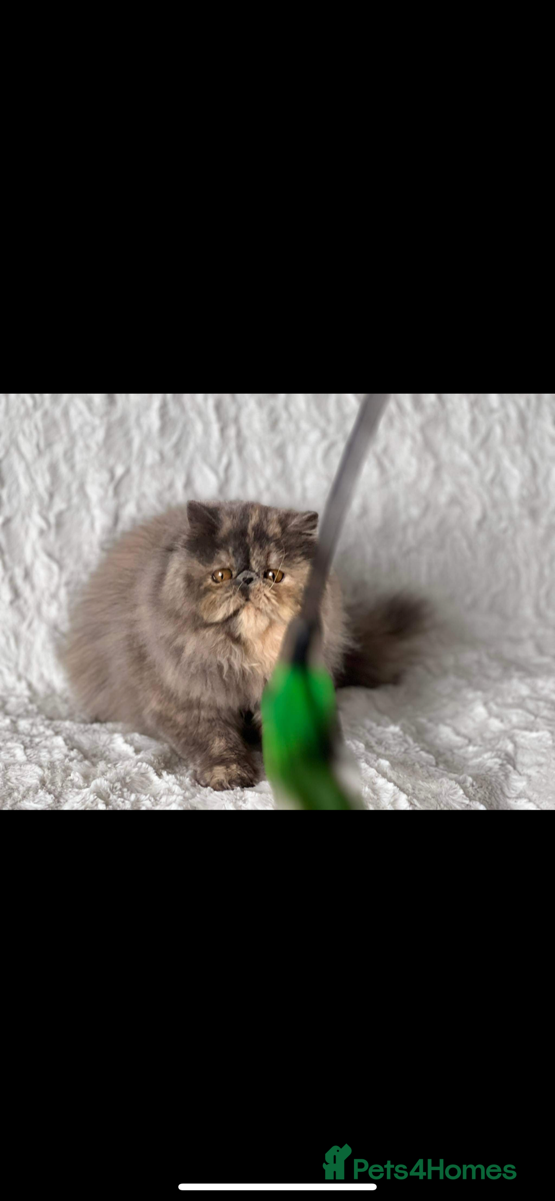 Persian cats for sale: GCCF SOLID BLUE PERSIAN PRINCESSES  - Image 24