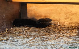 Chickens poultry for sale: Mixed flock ducks, chickens geese - Advert 7