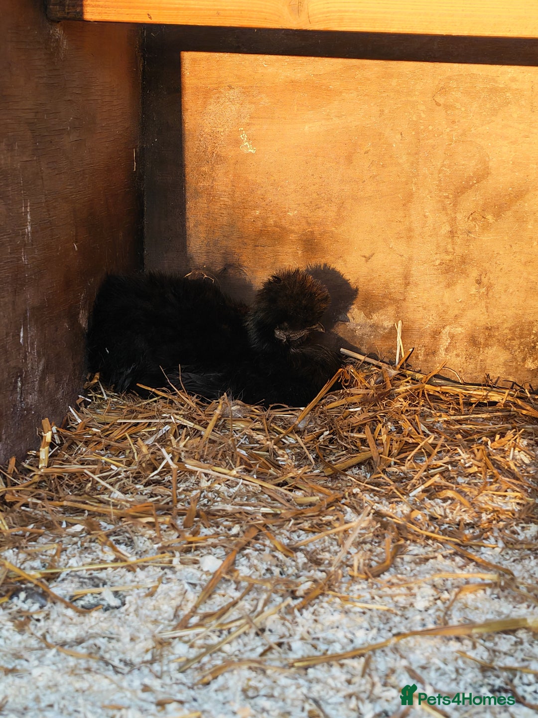 Chickens poultry for sale: Mixed flock ducks, chickens geese - Advert 7