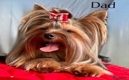 Yorkshire Terrier dogs for sale: KC registered champion blood puppies  - Image 12