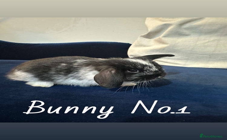 Mini Lop rabbits - Advert 3