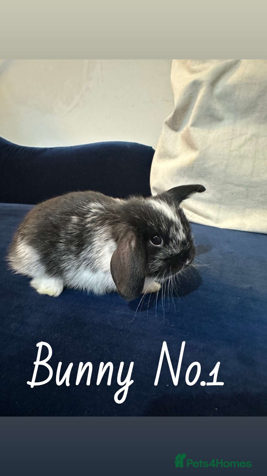 Mini Lop rabbits for sale: 5 baby rabbits looking for new homes - Image 1