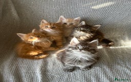 Maine Coon cats for sale: 5 tica registered mainecoon kittens  - Image 2