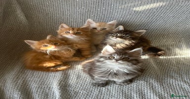 Maine Coon cats - Advert 10