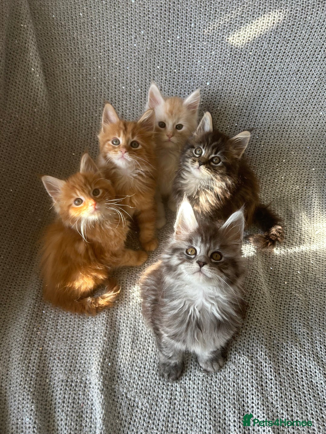 Maine Coon cats for sale: 5 tica registered mainecoon kittens  - Image 2