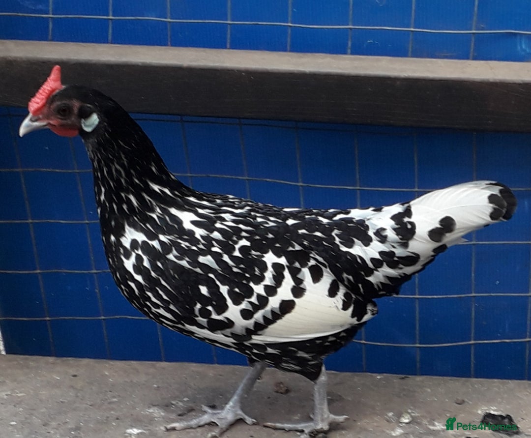 Chickens poultry for sale: Silver spangled Hamburg bantams  - Image 2
