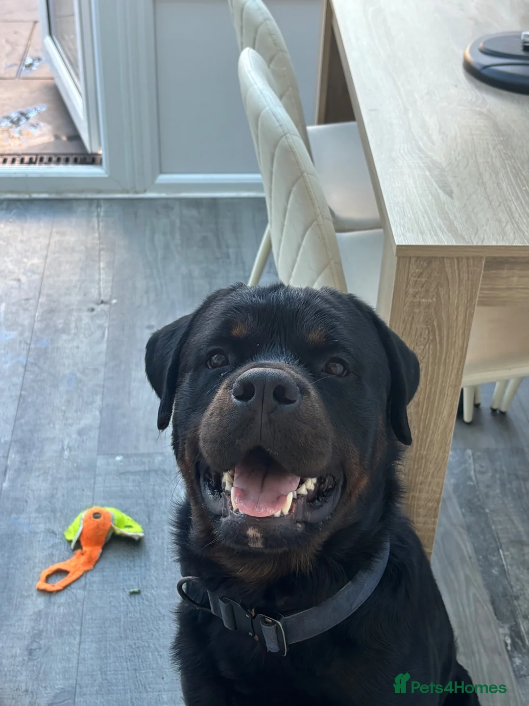 Rottweiler dogs for sale: 16 Month Old Rottweiler Boy  in Mansfield - Advert 2