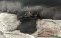 Rottweiler dogs for sale: Rottweiler Puppies - Image 6