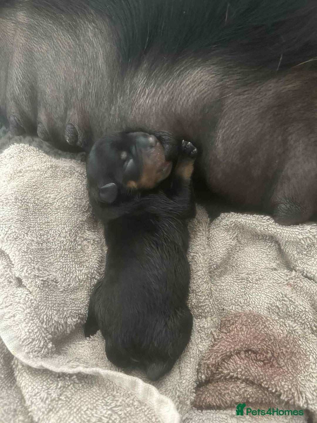 Rottweiler dogs for sale: Rottweiler Puppies - Image 6